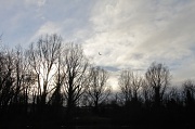 8th Jan 2012 - Fly Away
