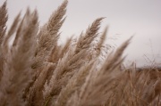 8th Jan 2012 - Grass