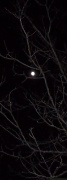 8th Jan 2012 - Baying at the Moon