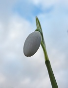 8th Jan 2012 - Worms Eye View of a Snowdrop