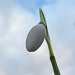 Worms Eye View of a Snowdrop by phil_howcroft