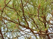8th Jan 2012 - Pine Tree 1.8.12