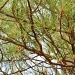 Pine Tree 1.8.12 by sfeldphotos