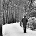 Walking in a winter wonderland ... by edpartridge