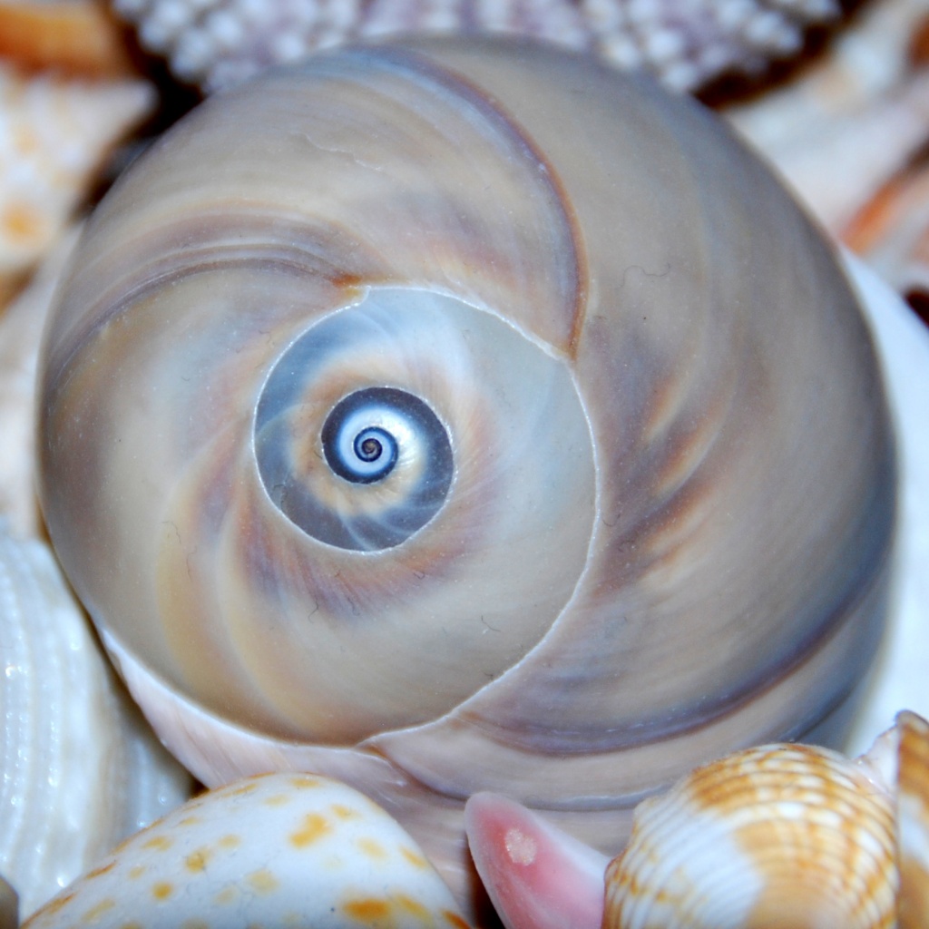 Spiral Shell by dakotakid35