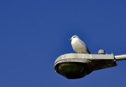 7th Jan 2012 - Bird's eye view