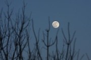 7th Jan 2012 - Winter moon