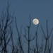 Winter moon by ldedear