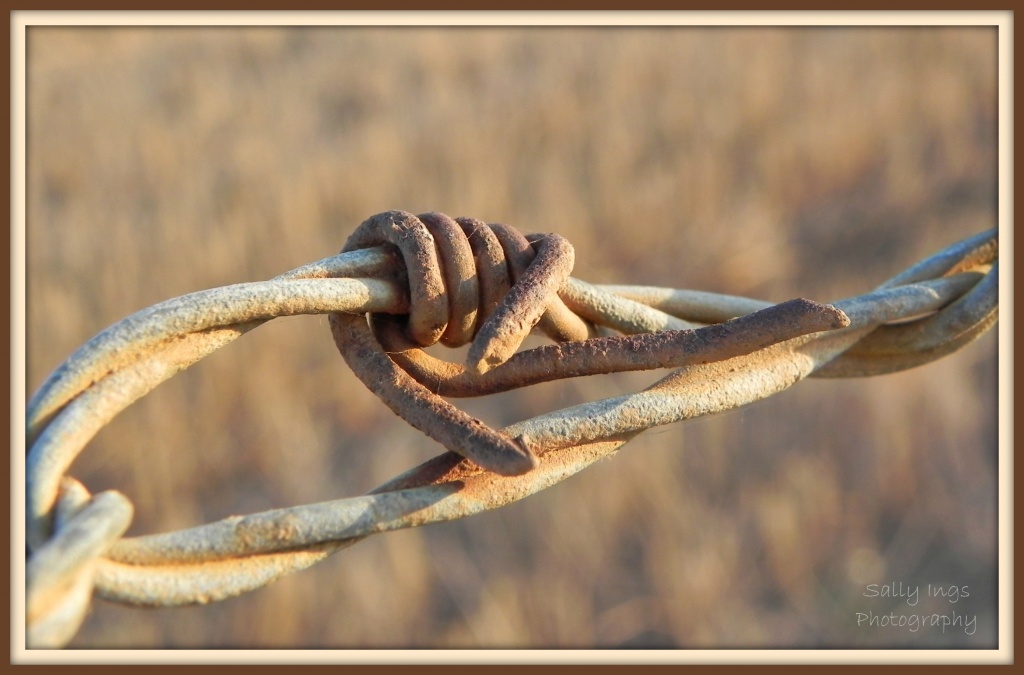 Barbed Wire Knot by salza