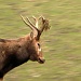 Run, I've something in my antlers!!! by geertje