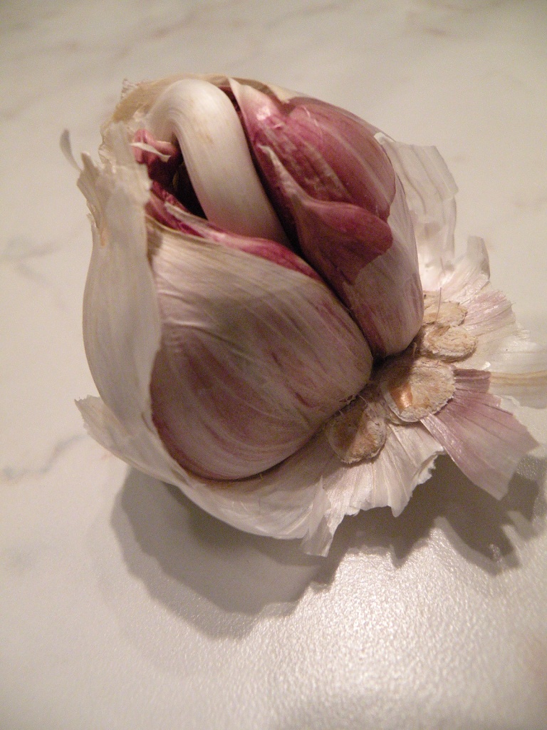 Garlic by manek43509