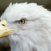 Eagle Eyes by lstasel