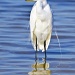 White Egret Standing by twofunlabs