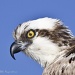 Osprey Blink by twofunlabs