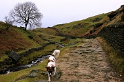 10th Jan 2012 - Yorkshire Landscape With Added Poppy