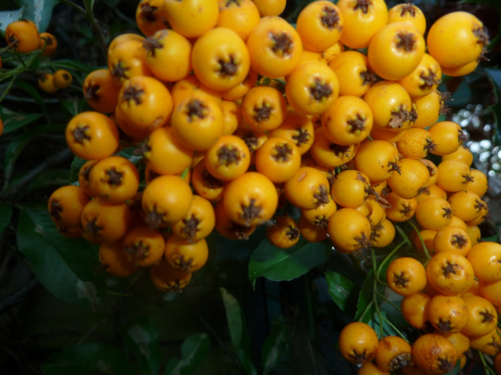 PYRACANTHA Golden Dome by tonygig
