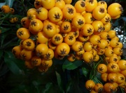 10th Jan 2012 - PYRACANTHA Golden Dome