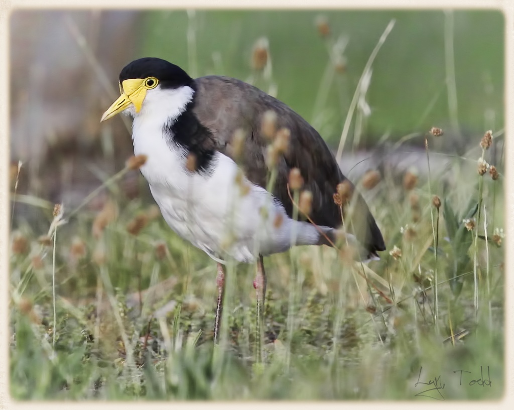 Masked Lapwing by ltodd