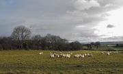 9th Jan 2012 - So my sheep may safely graze.