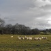 So my sheep may safely graze. by snowy