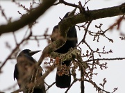 10th Jan 2012 - Rooks in a tree