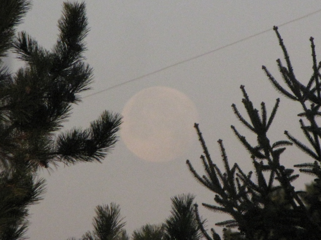 Early Morning Moon by photogypsy