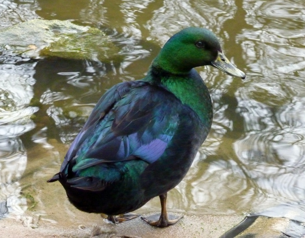 Green Duck by phil_howcroft