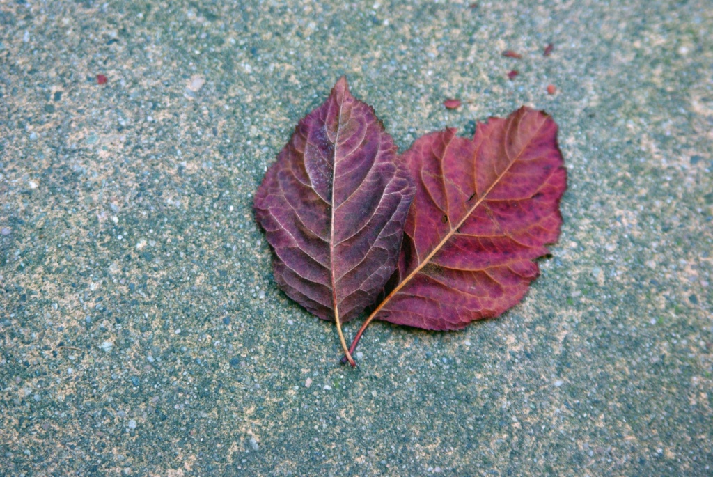 Lovey-Dovey Leaves by cjphoto