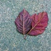 Lovey-Dovey Leaves by cjphoto