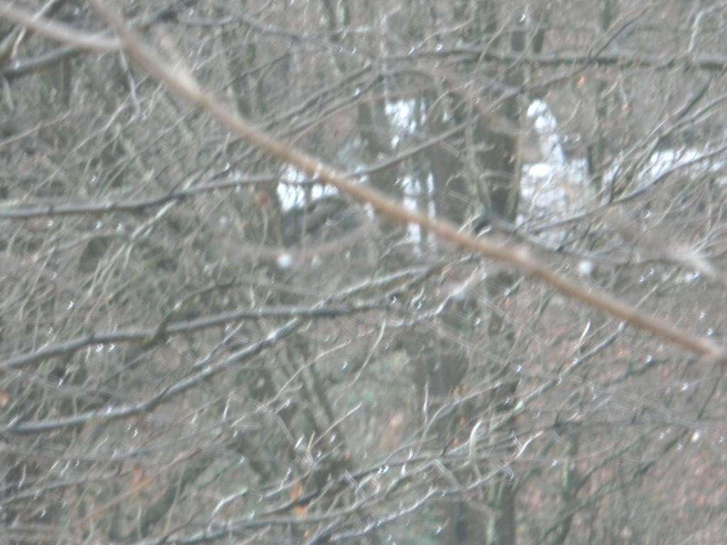 Snowlike Raindrops on Branches 1.9.12 by sfeldphotos