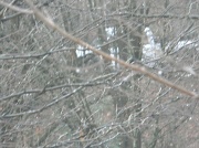 9th Jan 2012 - Snowlike Raindrops on Branches 1.9.12