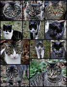 10th Jan 2012 - Crazy about my cats
