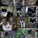 Crazy about my cats by cjwhite
