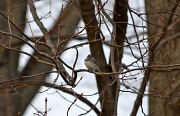 4th Jan 2012 - Birdie In Natures Frame