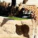 Giraffe Shadow by kerristephens