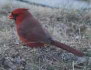 10th Jan 2012 - Cardinal