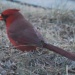 Cardinal by dakotakid35