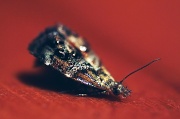 10th Jan 2012 - sparkly moth!
