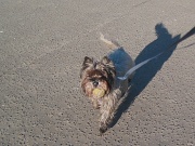11th Jan 2012 - Jinks found a battered tennis ball on the morning walk