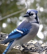 11th Jan 2012 - Blue Jay - More Than Meets the Eye
