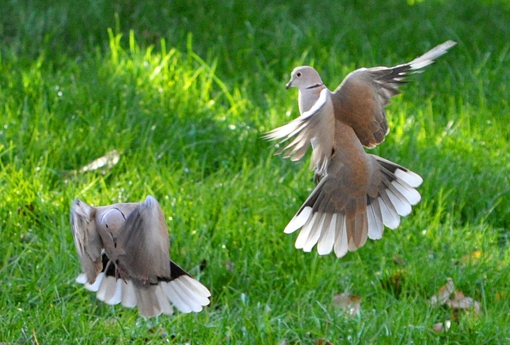 Dancing Birds by philbacon