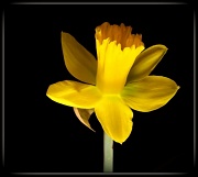11th Jan 2012 - First Daffodil