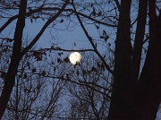 11th Jan 2012 - Moonlight