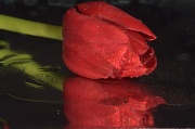 11th Jan 2012 - The Red Tulip