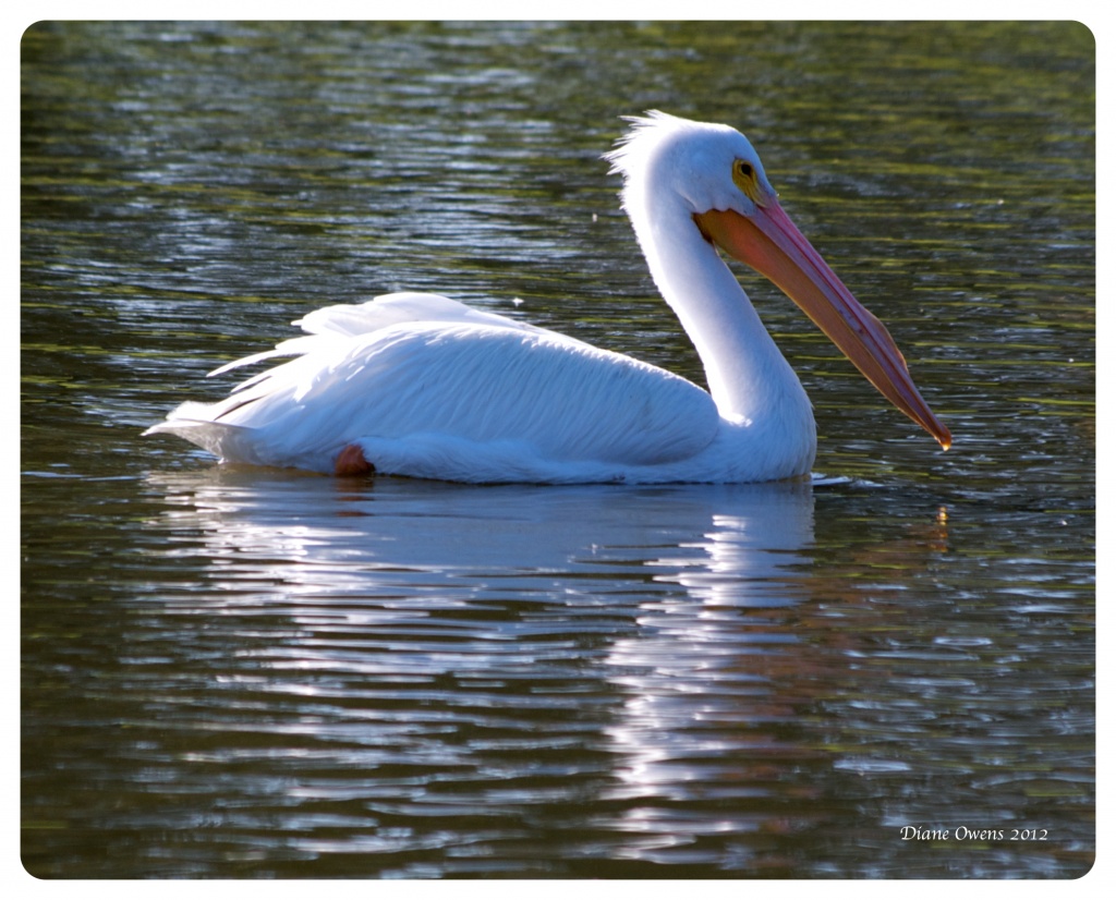 White Pelican! by eudora
