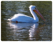 11th Jan 2012 - White Pelican!