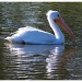 White Pelican! by eudora