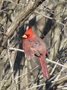 9th Jan 2012 - Cardinal