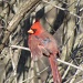 Cardinal by juletee