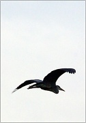 12th Jan 2012 - Flying heron in winter